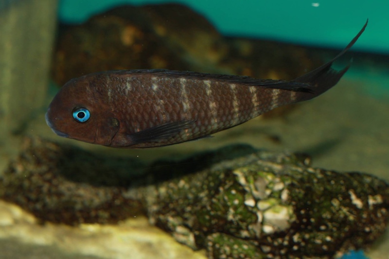 Tropheus polli 'Mabilibili Bay'